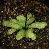 G_hispidula_Lenti4_small