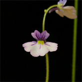 G_lobataxviolacea2_small