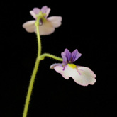 G_lobataxviolacea3_small