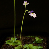 G_lobataxviolacea4_small