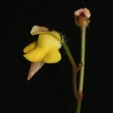 G_pygmaea1_small