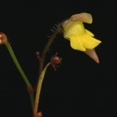 G_pygmaea3_small