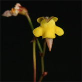 G_pygmaea4_small