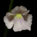 G_sp_Cipo