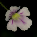 G_sp_broadleaf