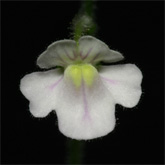 G_sp_broadleaf2_small