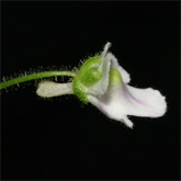 G_sp_broadleaf3_small