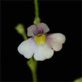 G_viol_Furnas1_small