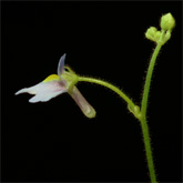 G_viol_Furnas2_small