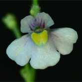 G_viol_Furnas3_small