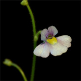 G_viol_Furnas_small