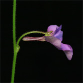 G_viol_GraoMog2_small
