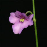 G_viol_GraoMog3_small
