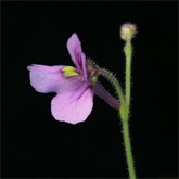 G_viol_GraoMog4_small