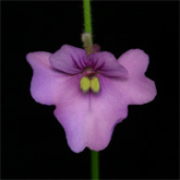 G_viol_GraoMog_small