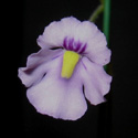 G_violacea