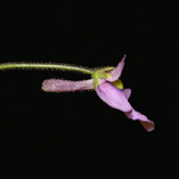 G_violacea_Giant1_small