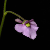 G_violacea_Giant2_small