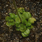 G_violacea_Giant3_small