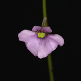 G_violacea_Giant_small
