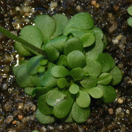 G_violacea_Rosette_small