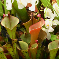 Orchideen bewässerung Orchideen bewässerung