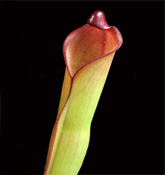 H_heterodoxa_Ptari_small