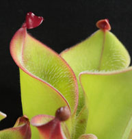 H_minor_green4