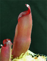 H_sarracenioides2_small