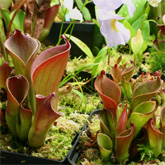 Heliamphora1_small