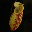 N_glabrata1_small