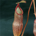 N_gracillima1_small