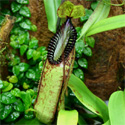 N_hamata_small
