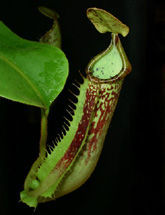 N_platychila2_small