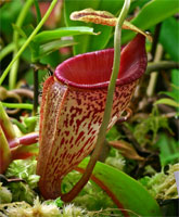 N_talangensis3_small