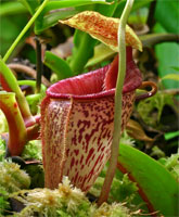 N_talangensis4_small