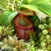 N_villosa1_small