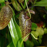 Nepenthes10_small