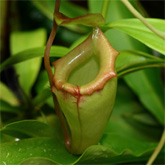 Nepenthes12_small