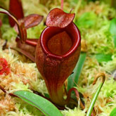 Nepenthes15_small