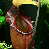 Nepenthes1_small