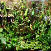 Nepenthes3_small