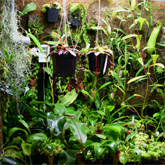 Nepenthes3_small1