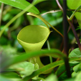 Nepenthes6_small