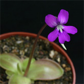 P_Orizaba2_small