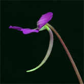 P_Orizaba4_small