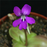 P_Orizaba_small1