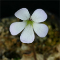 P_acuminata2_small