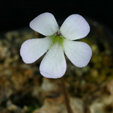 P_acuminata2_small1