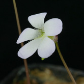 P_acuminata4_small